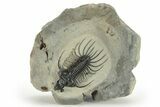 Spiny Quadrops Trilobite - Top Quality Specimen #227317-5
